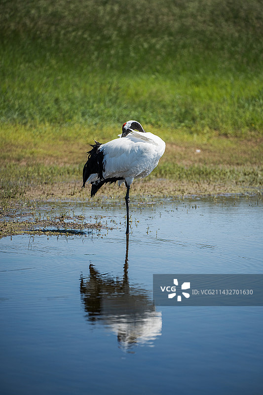 丹顶鹤在芦苇荡中图片素材