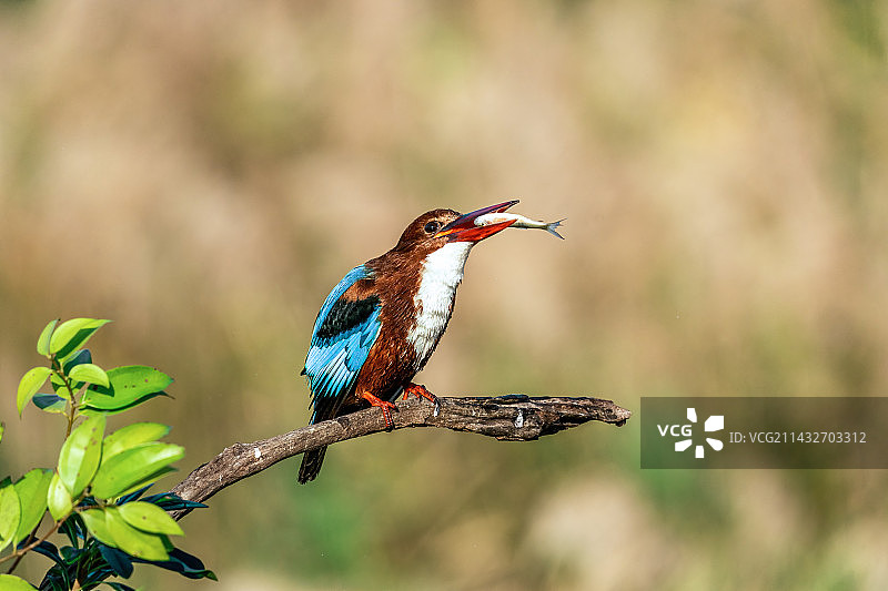 阳光下一只白胸翡翠鸟站在溪流边的枝头上伺机捕鱼图片素材