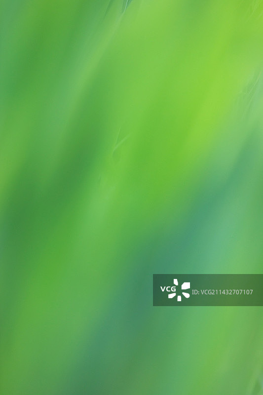 绿色背景自然散焦抽象背景绿色图片素材