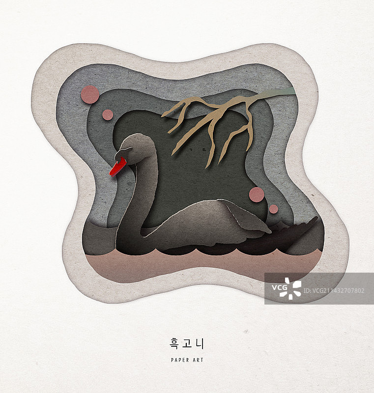 动物：濒危物种，黑天鹅图片素材