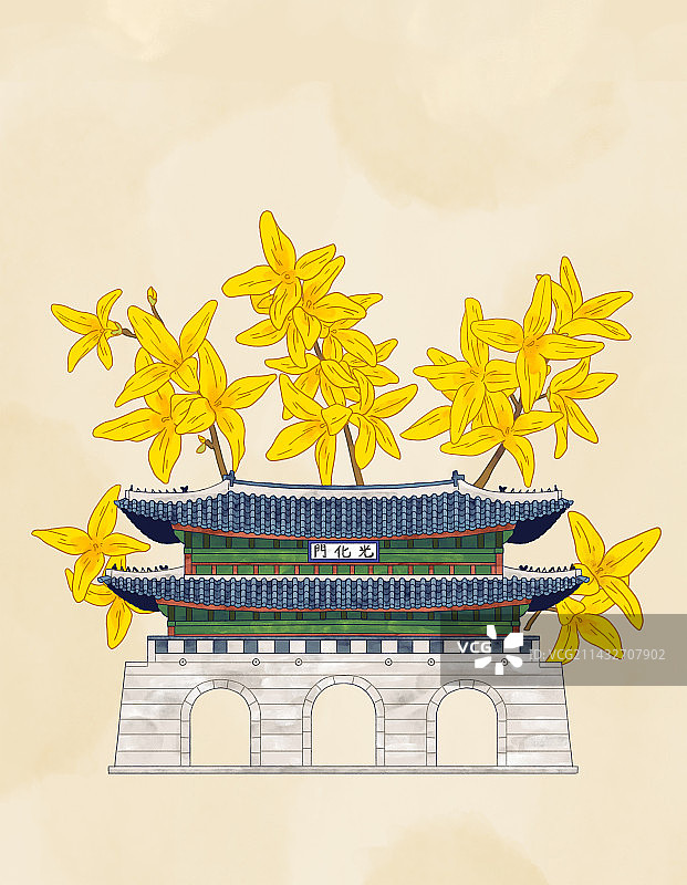 春天、花朵、连翘、光化门图片素材