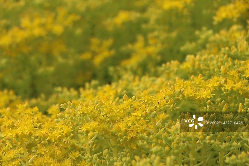 金叶佛甲草美了醉了图片素材