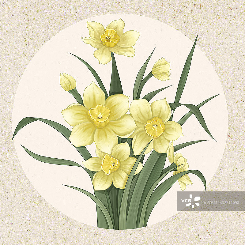 水仙花图片素材