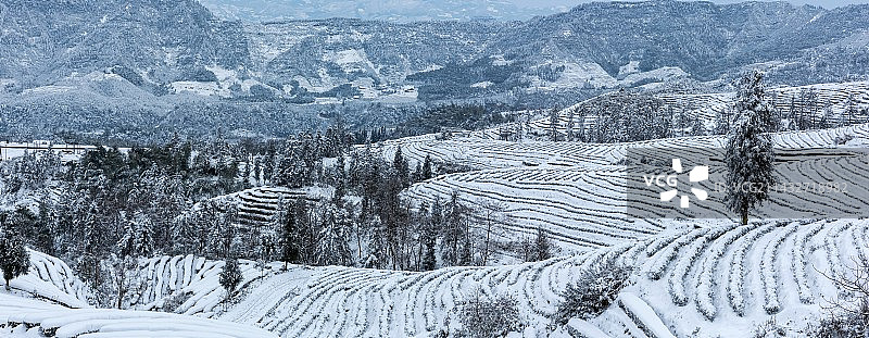 蓝天白云蜿蜒茶山冬天雪景图片素材