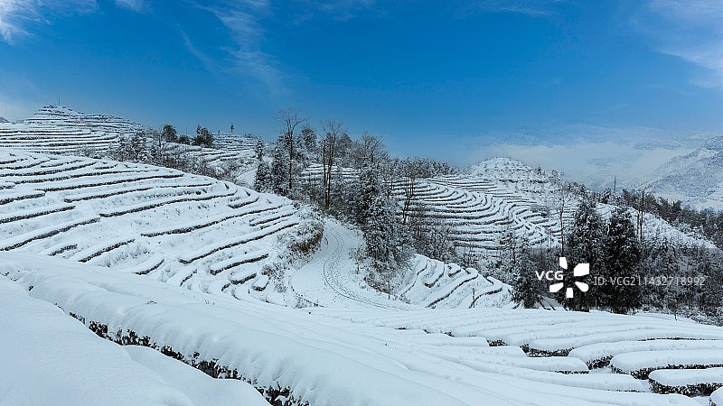 蓝天白云蜿蜒茶山冬天雪景图片素材