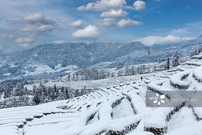 蓝天白云蜿蜒茶山冬天雪景图片素材