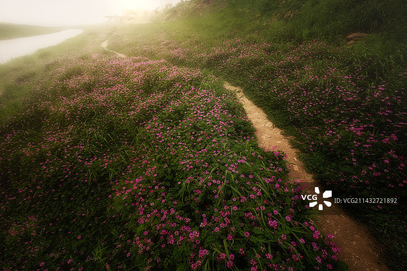 荆州石首市笔架湾紫云英花海图片素材