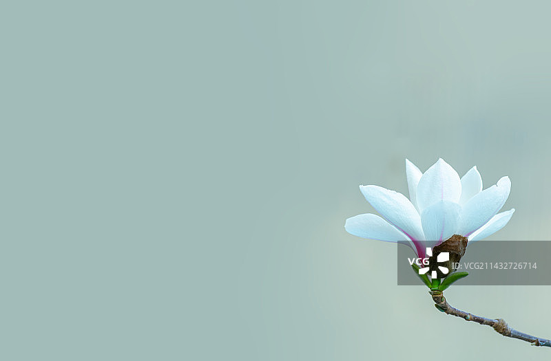 中国野生植物拍摄主题  ,春天的玉兰类栽培植物树木，紫色的玉兰花花骨朵嫩芽，户外白昼无人图像摄影图片素材