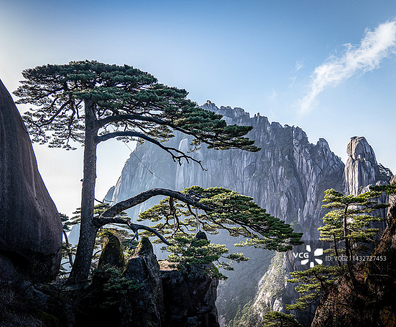 迎客松图片素材