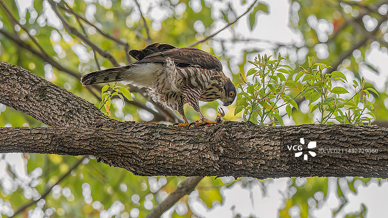 凤头鹰图片素材