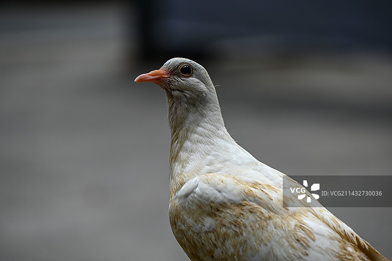 广州白云山风景区的鸽子图片素材