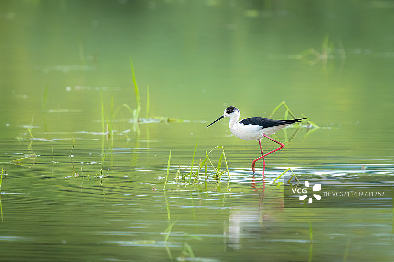 黑翅长脚鹬到访图片素材
