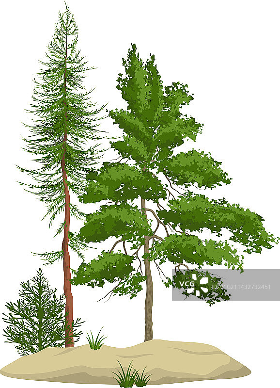逼真松树林元素图片素材