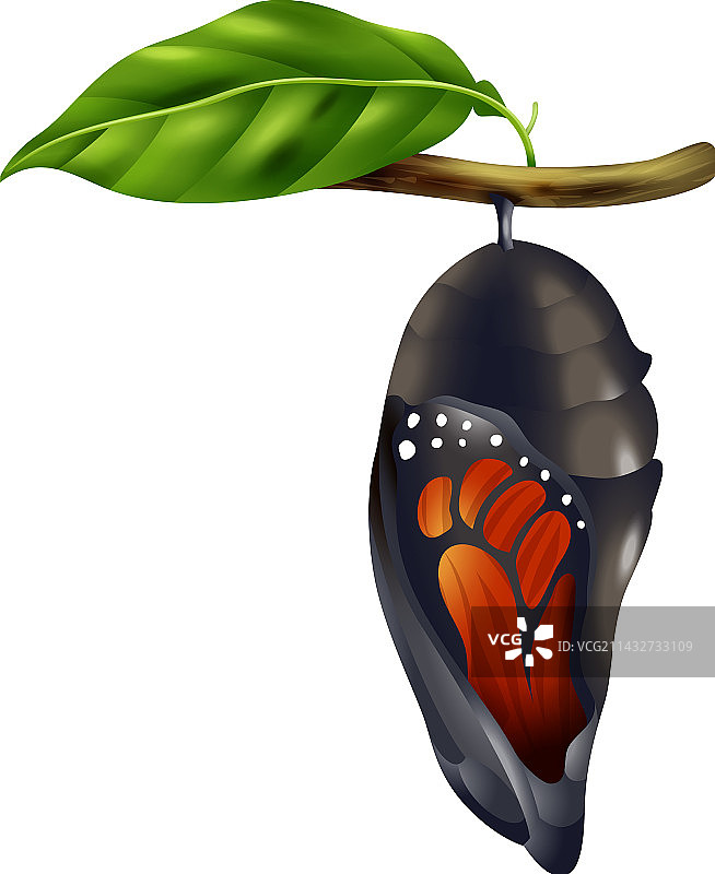 蝴蝶生命周期阶段图片素材