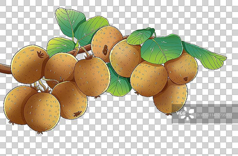 手绘国风猕猴桃插画元素图片素材