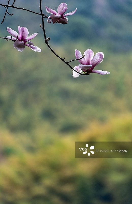 春天的浙江绍兴大香林兜率天风景区盛开的玉兰花图片素材