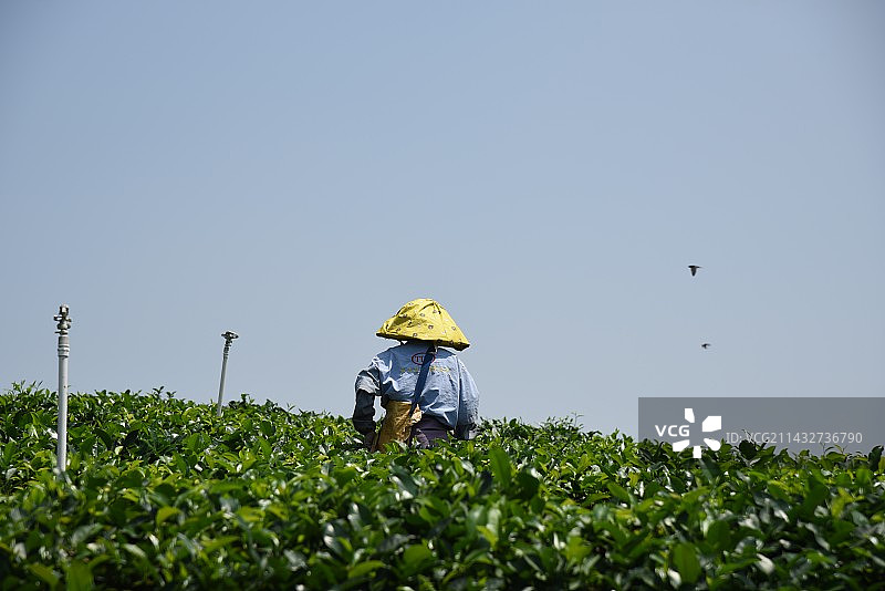 采摘春茶图片素材