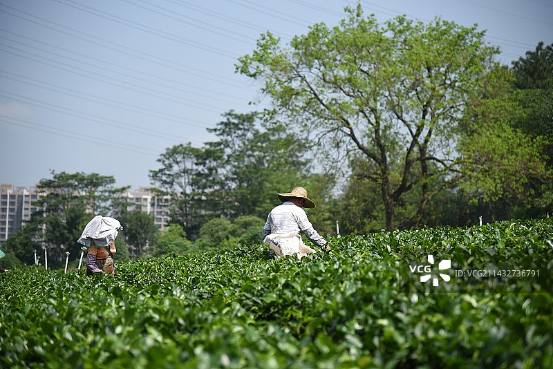 采摘春茶图片素材
