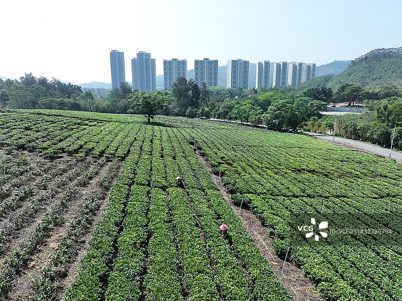 采摘春茶图片素材