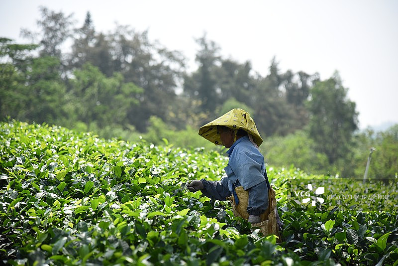 采摘春茶图片素材