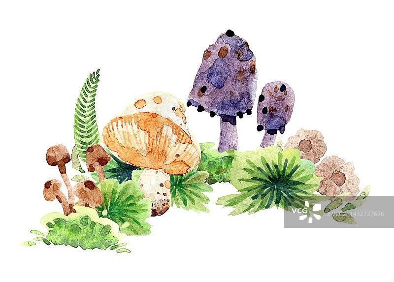 野外蘑菇丛图片素材