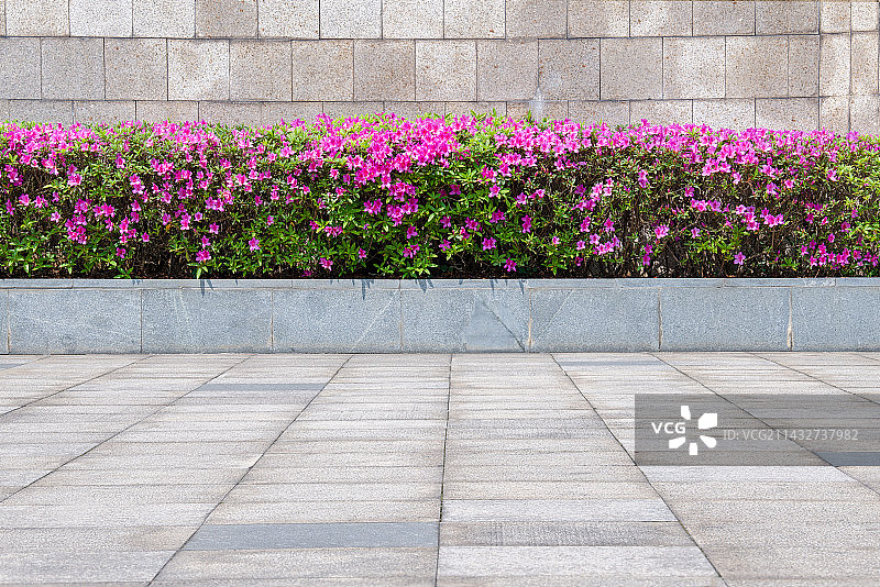 公园里绿化带盛开的杜鹃花图片素材