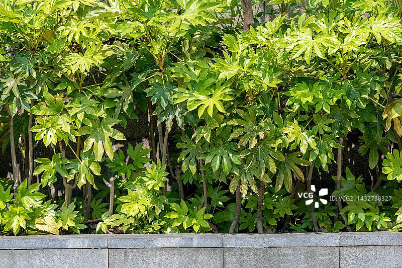 公园绿化带的植物八角金盘图片素材