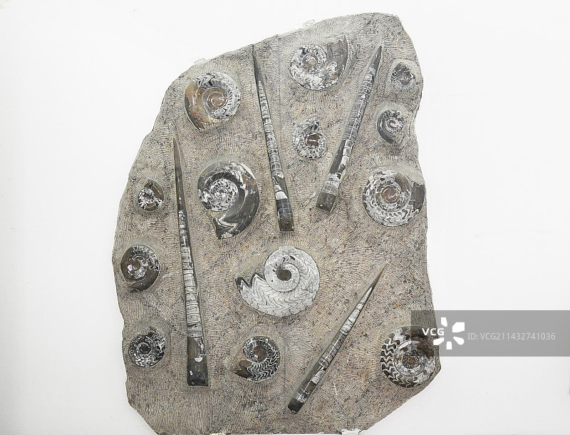 山东临沂平邑县天宇自然博物馆馆藏展品——震旦角石和菊花化石的镶嵌品图片素材