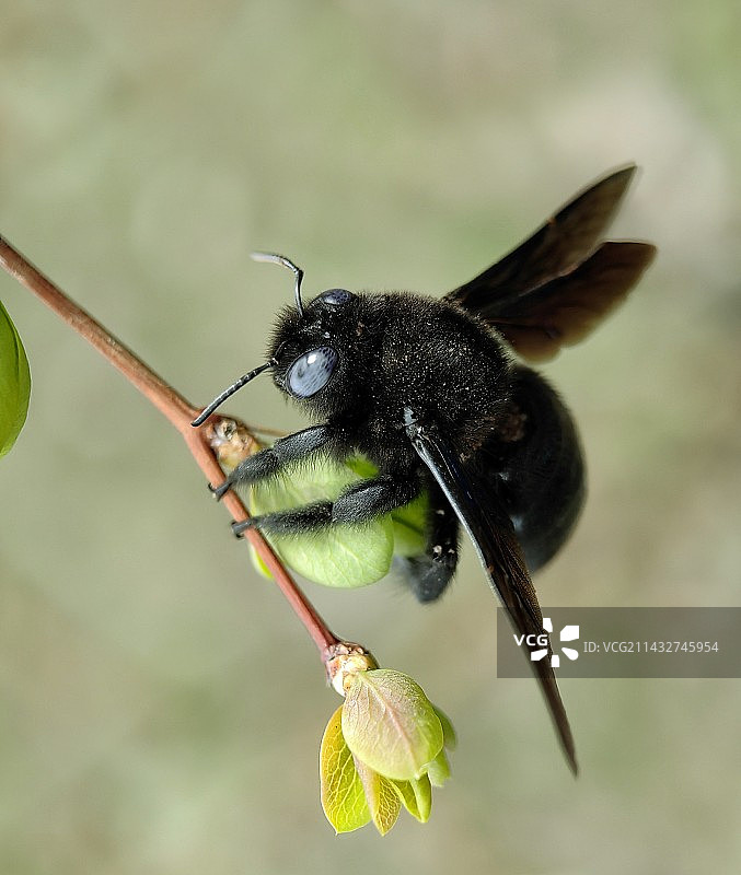 黑美人图片素材