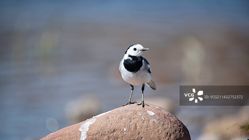 白鹡鸰图片素材