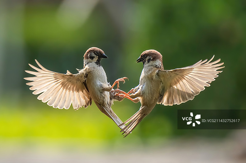 无心恋战图片素材
