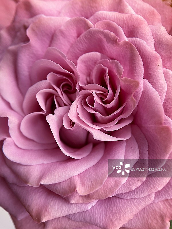 玫瑰花图片素材