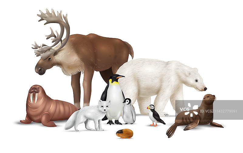 逼真北极动物图片素材