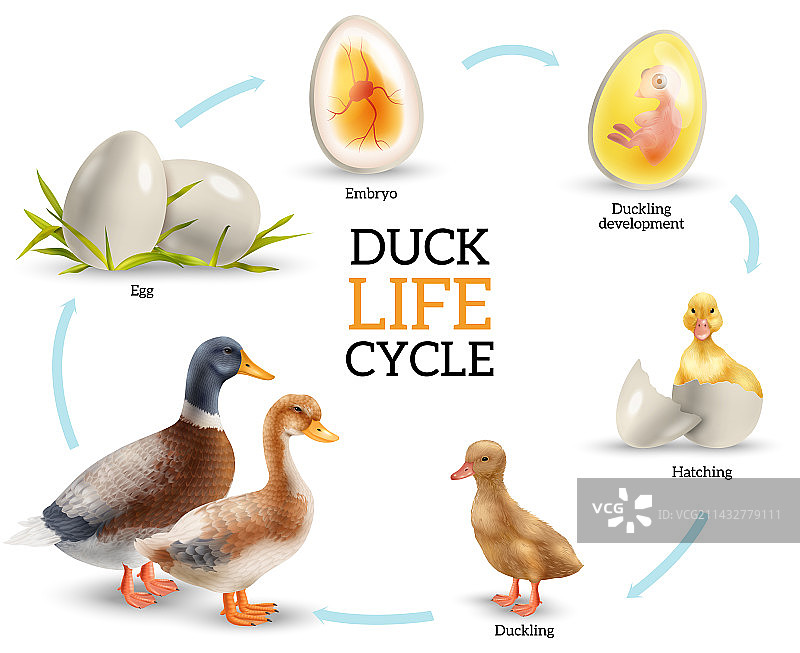 鸭子生命周期信息图图片素材