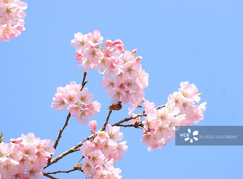 3月樱花图片素材