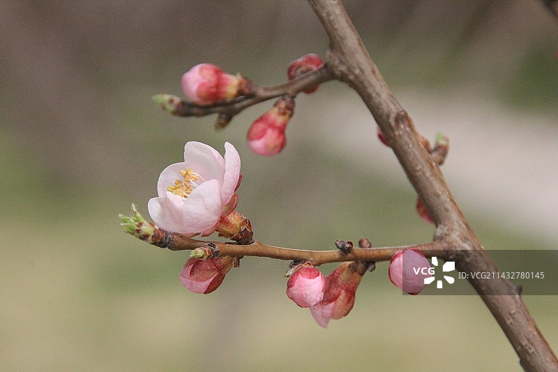 花苞桃花图片素材