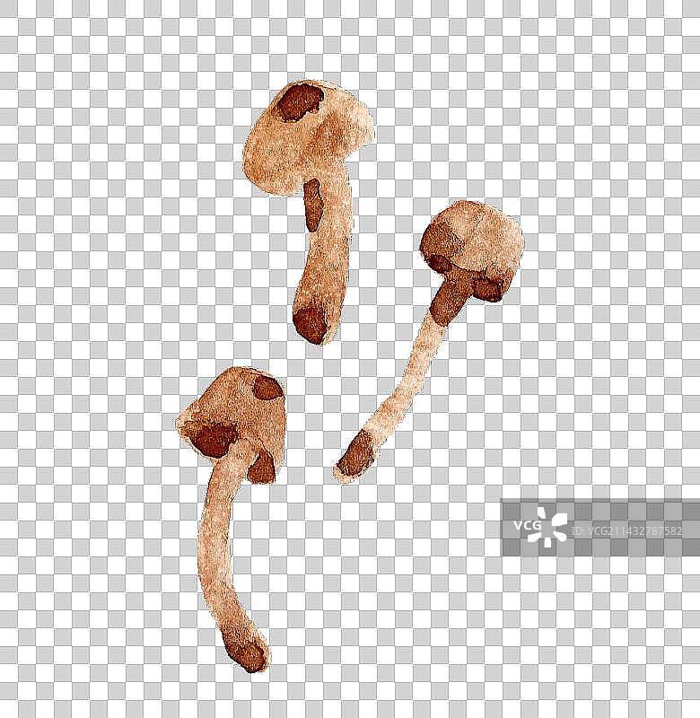 蟹味菇图片素材