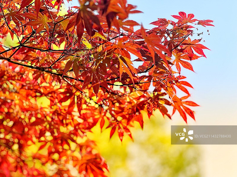 秋天枫叶红了图片素材