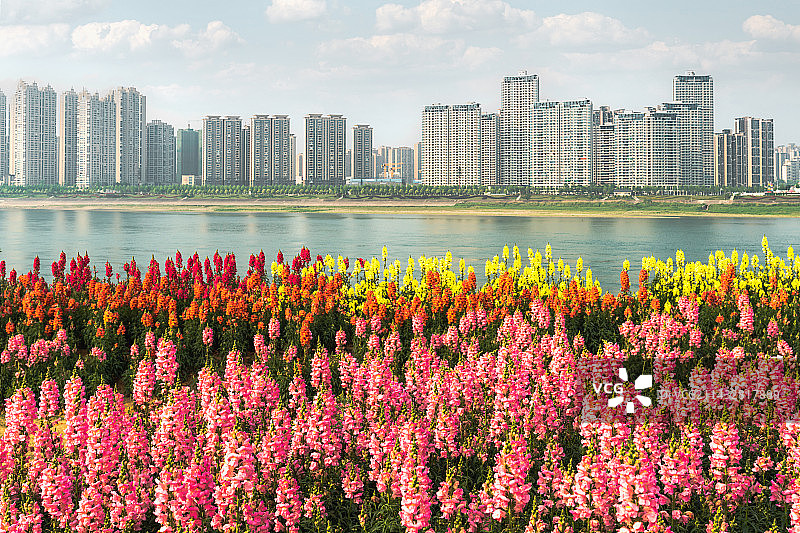 宜昌长江边的一串红花园图片素材