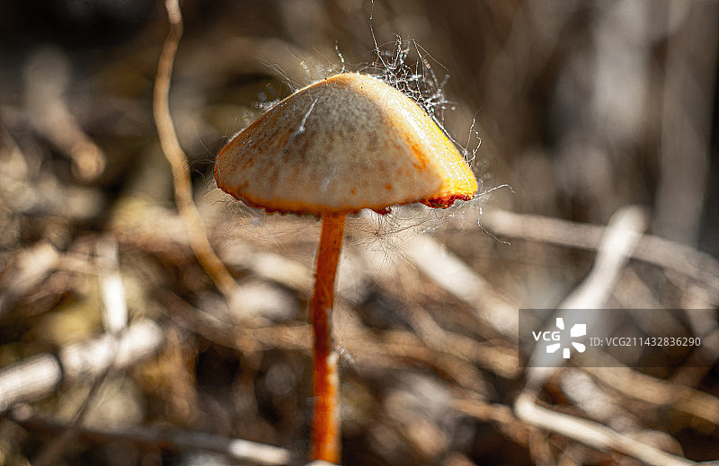野蘑菇图片素材