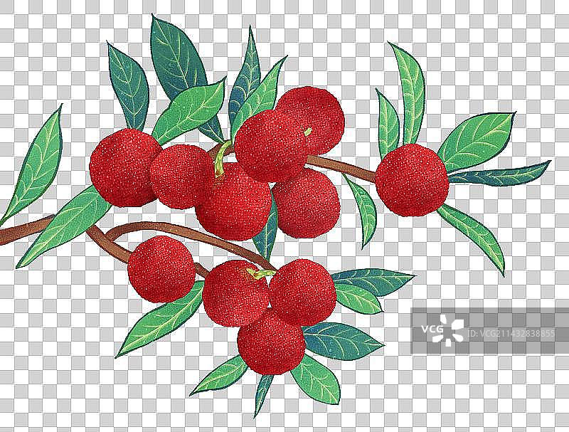 二十四节气节日芒种美食水果成熟杨梅插画元素图片素材