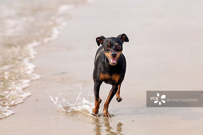 海边嬉戏的迷你杜宾犬图片素材