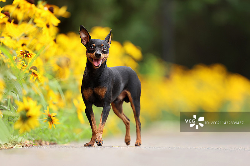 花墙旁的迷你杜宾犬图片素材