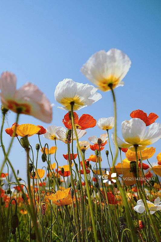 虞美人：生离死别图片素材
