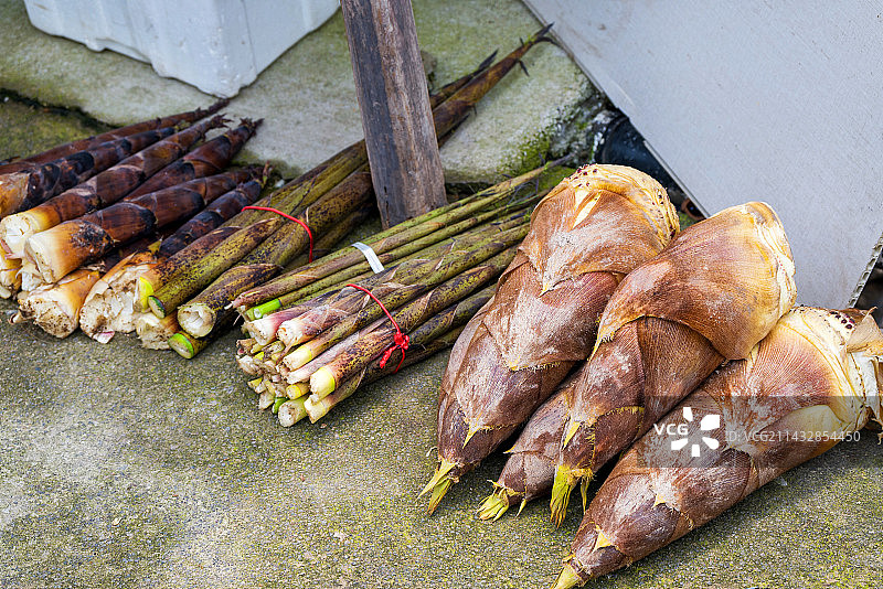 浙江宁波四明山栖霞坑村春天新鲜竹笋图片素材