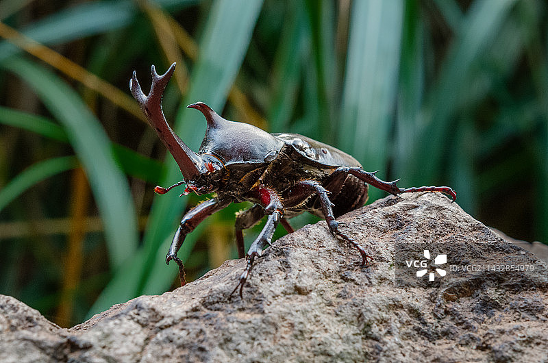 双叉犀金龟独角仙图片素材