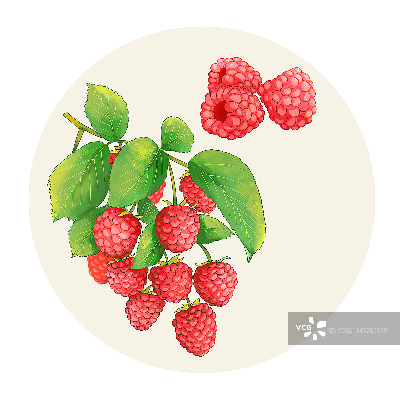 手绘水彩水果红树莓覆盆子图片素材