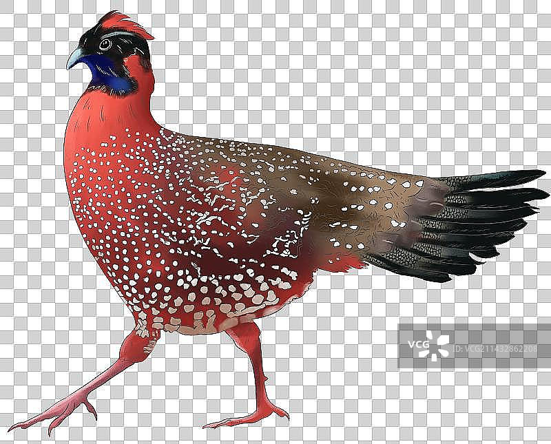 红腹角稚手绘图片素材