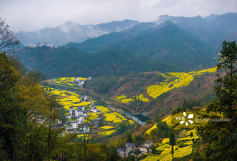 安徽石潭油菜花图片素材