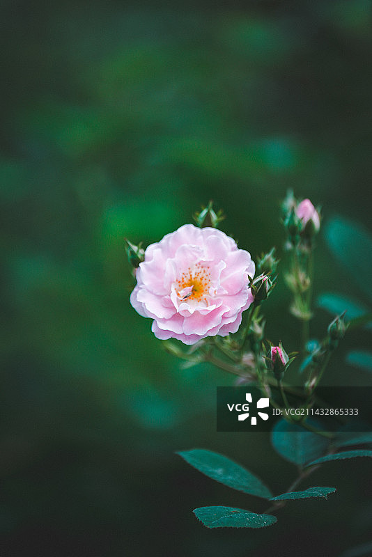 春末夏初的蔷薇图片素材